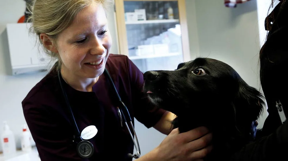 Hunden Maya är till en början lite skeptisk till att bli undersökt av veterinär Caroline William.