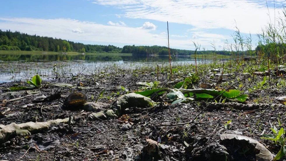 Sumpmark. Så här såg stränderna längs Yxern ut i somras.