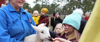 Vårkänslor och skutt för pigga lamm