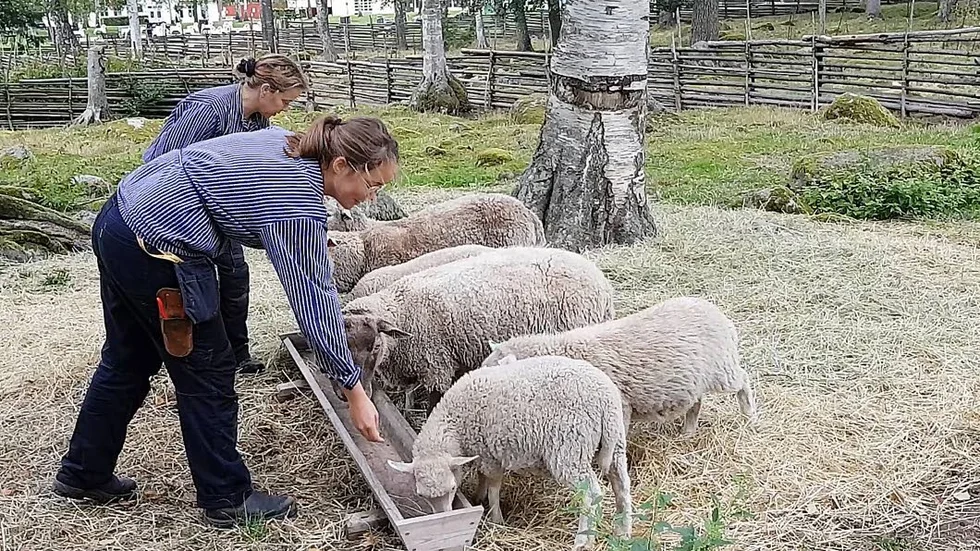Trädgårdsmästarna Carola Bladström och Linnea Eriksson ser dagligen till djuren och bland annat ger dem mat.