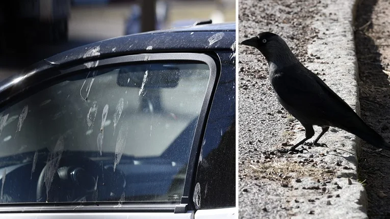 En vanlig syn i städer där kajorna är många. Att parkera bilen i Vimmerby kan vara en rejäl chansning – framför allt om man är rädd om lacken på bilen. Foto: Magnus Strömsten