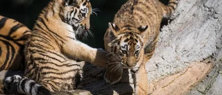 Världsberömda tigerbilder visas upp på hotellet