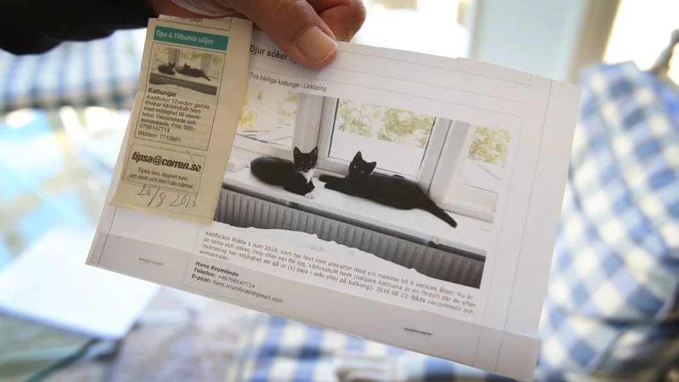Corren. hans annonserar i Corren efter nya hem till sina senaste Kosterkatter. Men han har krav på de nya ägarna.