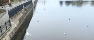 Fullt med döda fiskar i Strömmen