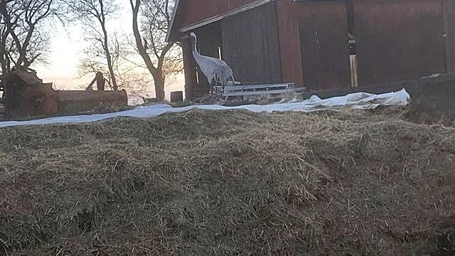 Tranan vid sitt favorittillhåll: plansilon på Häckenstad. Bilden är tagen den 12 januari.