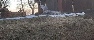 Trana övervintrade i Gamleby