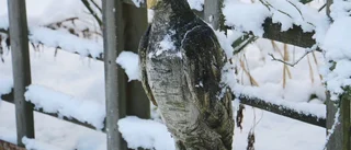 Skaparglädje på vedbacken