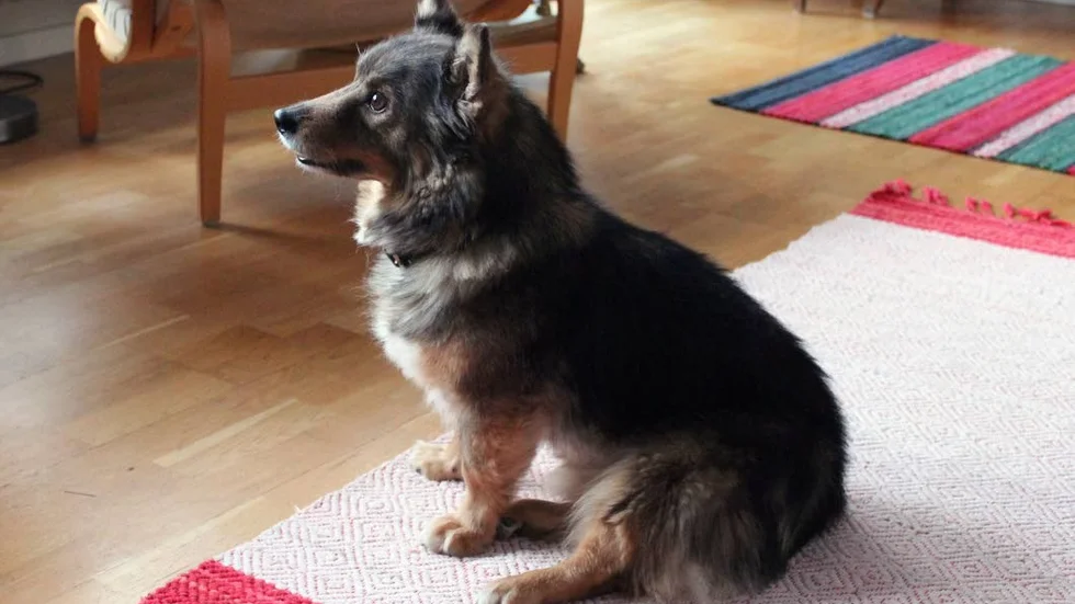 Men det kanske är mer effektivt om jag skäller lite på dem?