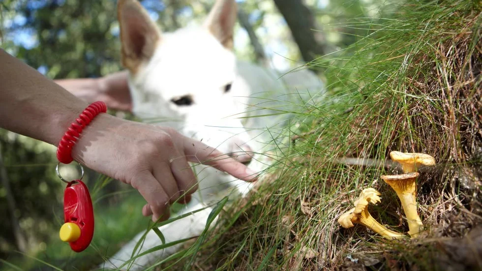 Glöm inte att berömma din hund när den hittat svamp. Din entusiasm är a och o för att lyckas.