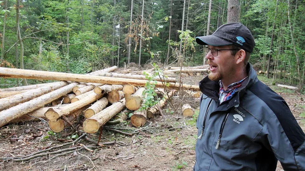 Motala kommuns skogsförvaltare Stefan Wernersson i ett område i Staffanstorps naturreservat där 100-talet granar fällts och barkats efter barkborrarnas angrepp.