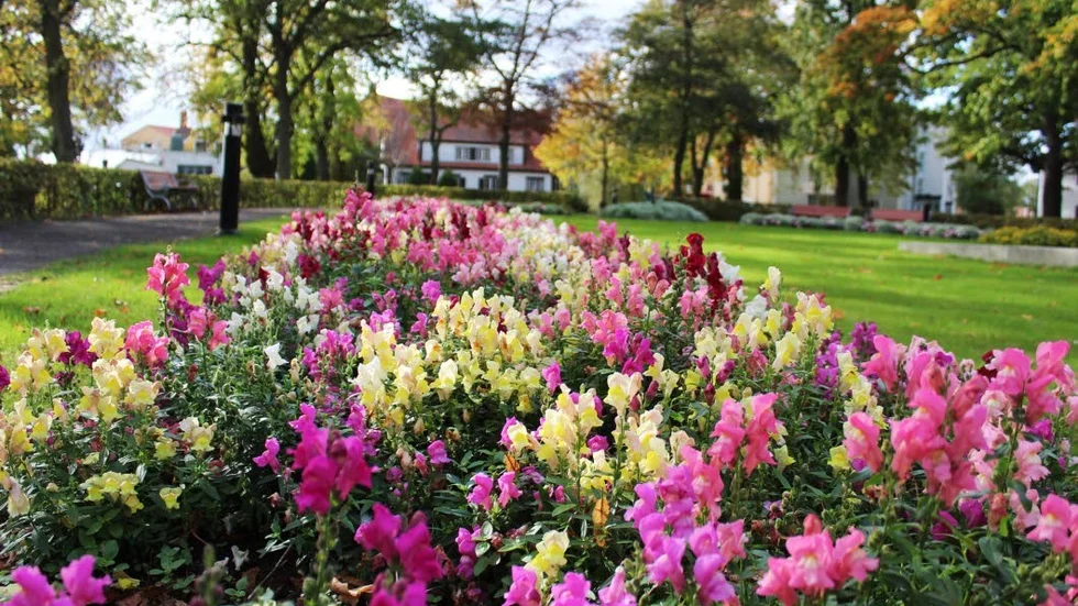 Fortfarande blommar Lejongap i olika färger i Västerviks stadspark.