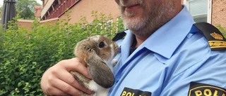 Lilla kaninen fick åka polisbil