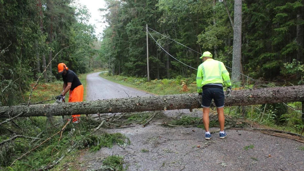 På väg till Gudingebadet hade en grov gran fallit över vägen. Svevias personal fick rycka ut.