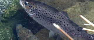 Kungligt besök väntas vid fiskefirande