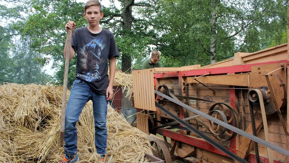 August Åhlin hjäpte till att förse sin pappa Fredrik Åhlin med rågnekar till matningen av tröskverket.