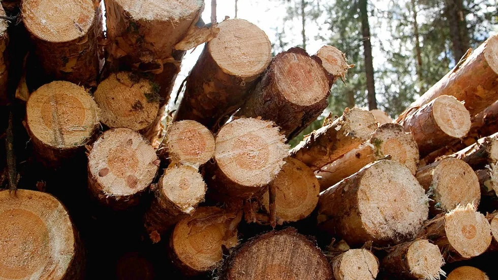 Det är stor skillnad i priserna på skog beroende på vilken del av landet den finns. Men det noteras ändå en prisuppgång i hela landet.