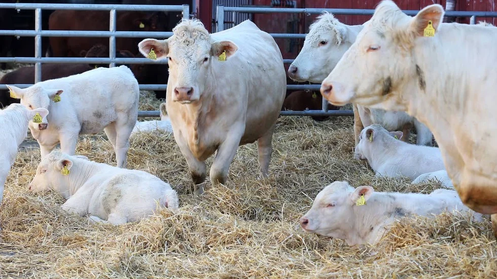Mjukt bäddat. Kalvarna av rasen Charolais vilar under moderlig översikt.