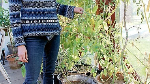 Ett eget litet växthus rymmer en hel del ätbart även i oktober. Tomater på väg att mogna och mer sallad är på gång. "Det viktigaste vi kan göra är att inte slänga så mycket mat som vi gör nu. Det sparar både pengar och miljö."