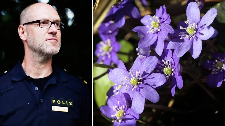 Polisen Filippo Bassini menar att fängelse är en möjlig påföljd om du gjort dig skyldig till artskyddsbrott. Men det är mycket ovanligt att polisen utreder om personer gjort rätt eller fel när de plockat blåsippor.