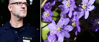 Du kan straffas om du gräver upp blommorna