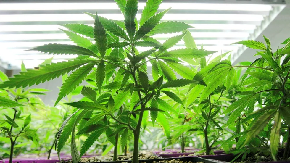 En 28-årig man från Hultsfreds kommun odlade cannabis i sin lägenhet. Nu döms han till skyddstillsyn för narkotikabrott.