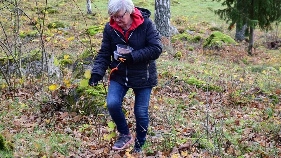 Ingegerd Halvarsson planerar ett spår. Med jämna mellanrum lägger hon ut små korvbitar för att skapa glädje åt hundens framtida spårintresse. Foto: Morgan Karlsson