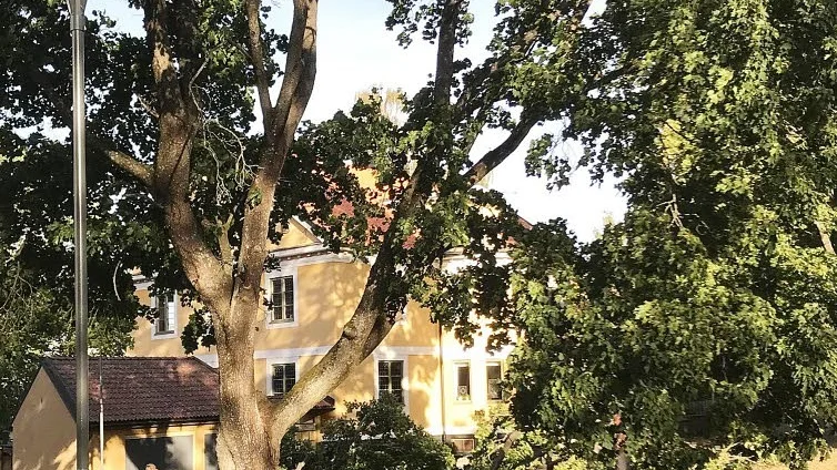 Den här bilden togs av Erik Strand sekunderna före olyckan. Till höger, under grenarna, skymtar Markus.