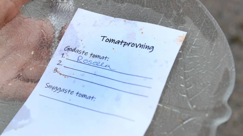 Rosella är även Kristina Carlssons egna favorit den här säsongen. "Den är jättegod, snygg och växer väldigt bra".