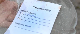 Bondbönan bjöd in till tomatprovning