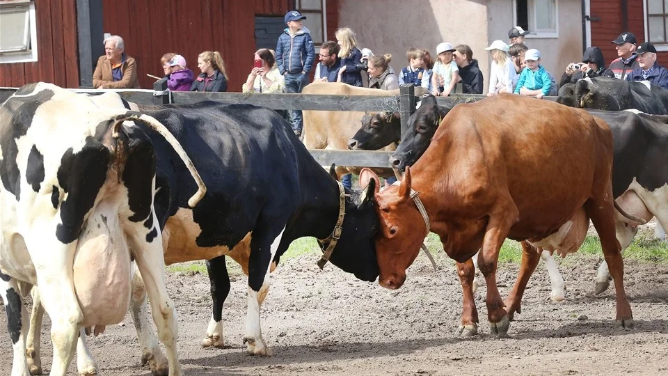 Testar vem är starkast.