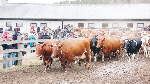 Korna sprang ut ur ladugården och ut till hagen med grönt vårgräs.