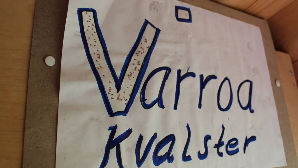 Prickarna i bokstaven V är varroakvalster som har fångats i drönarramar.