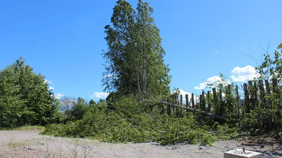 Ett 50 tal träd hann avverkas innan en boende slog larm. Nu är arbetet stoppat.