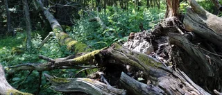Länets minsta naturreservat invigt