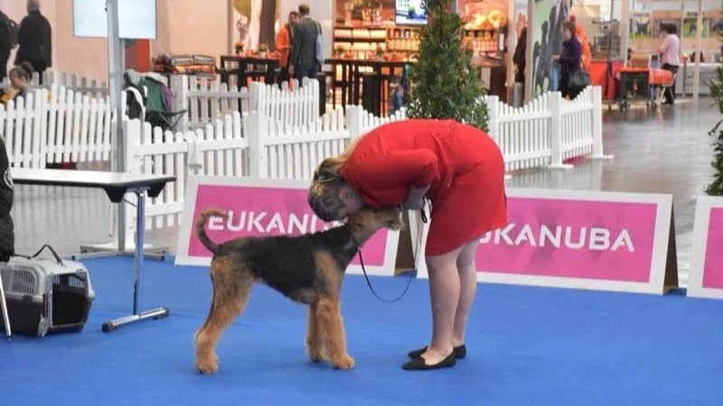 På tävlingsmeeting som vara över flera dagar kan hunden bli trött. Sophia peppar sin Izzy med lite gos.