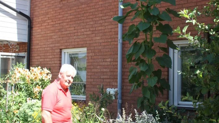 Lennart Martinssons välvuxna solrosor