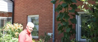 Trots torkan har solrosorna vuxit sig höga