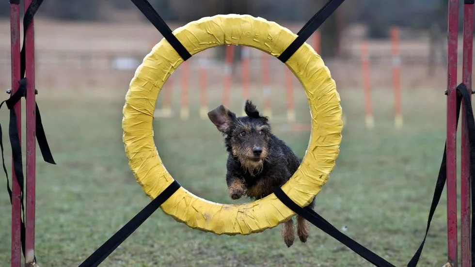 Hundägare i Kinda bör få bättre möjligheter att träna med sina hundar, tycker skribenten.