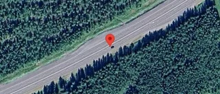 Trafikverket varnar för älg på vägen på E4