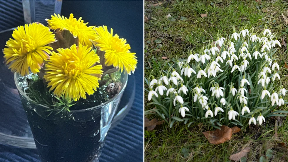 Tussilago och snödroppar är solklara vårtecken. 