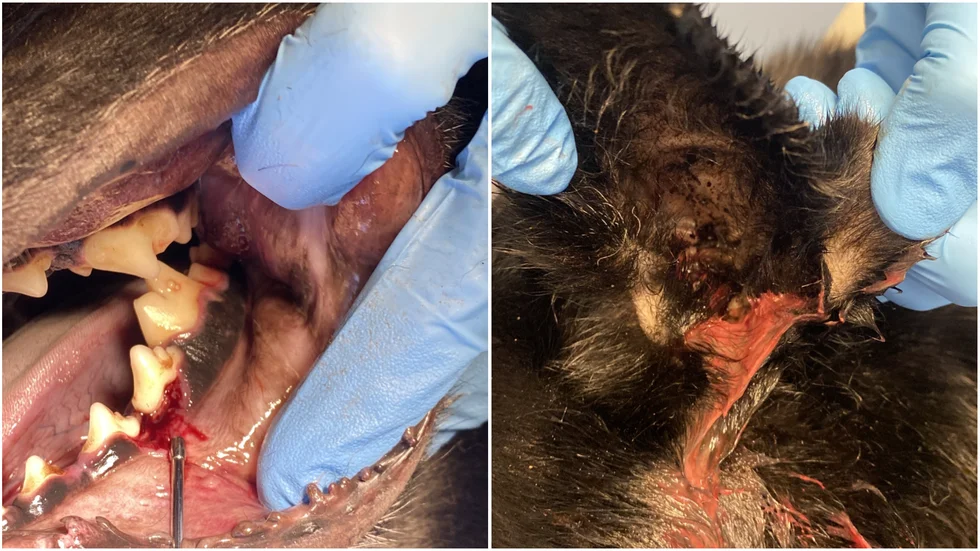 En av hundarna fick avlivas direkt efter omhändertagandet då den hade en svullen kind och en öroninflammation som enligt veterinären pågått länge, troligen mer än två veckor.
