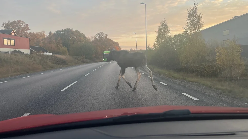 En älg sprang över vägen mitt i torsdagens morgonrusning i Strängnäs. 