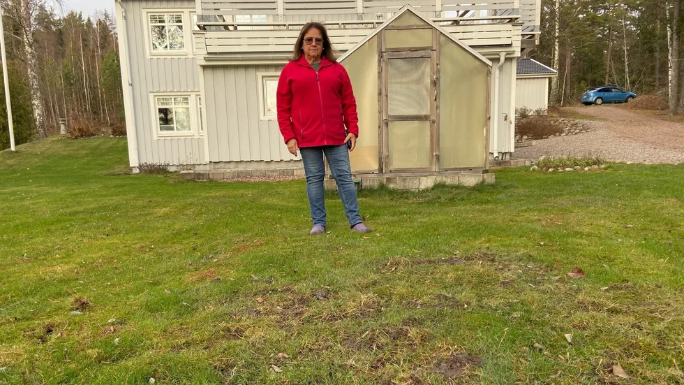 Det var bara på Lisa Hjorths tomt som vildsvinen sökte föda. Grannars klarade sig undan besök. "Jag som inte ens har ett fruktträd som bär frukt" säger hon.