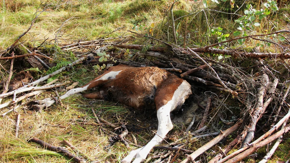 Hur länge den har legat ute i skogen är ännu oklart. 