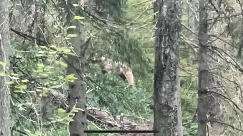 Vargen fångad på bild i skogen nära Hotell Malmköping. Det verkar nu som att det är fler än en varg som rör sig i området.