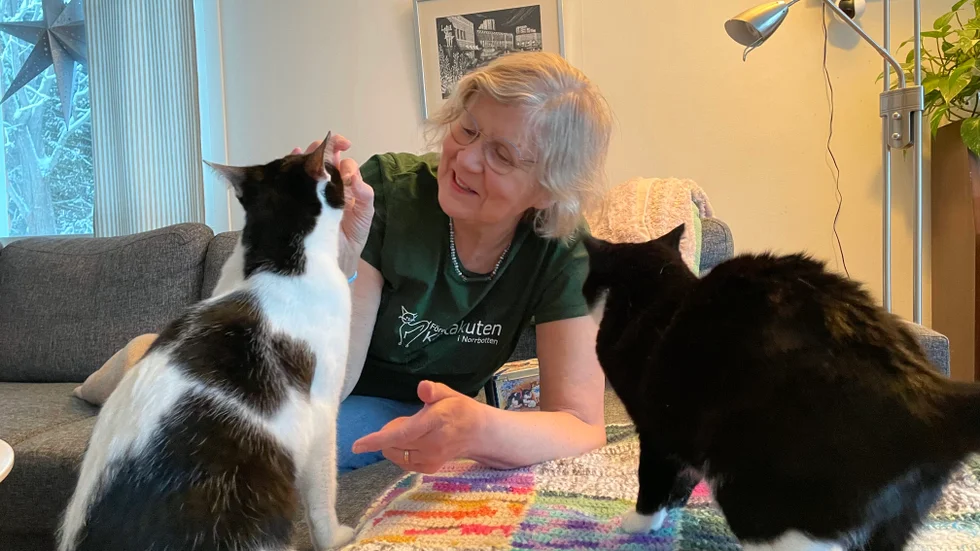 Föreningen Kattakuten i Norrbotten vill att kattägare tar uppmaningen om kastrering på allvar. En anledning är sommarens händelse i Haparanda där 28 hemlösa katter omhändertogs. Camilla Zerpe Karlsson är ordförande.
