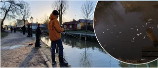 Döda fiskar i ån förbryllar – kommunens teori