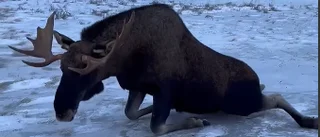  King of forest not so hot on ice - reindeer herder to the rescue