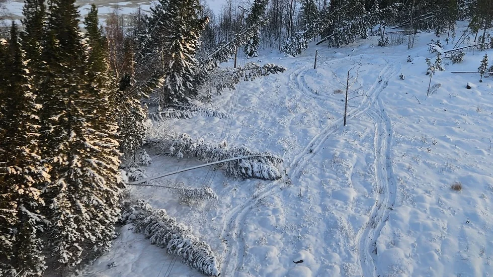 Ovanligt många stora och friska träd föll under stormen som härjade för drygt två veckor sedan. Skellefteås elnät drabbades hårt.