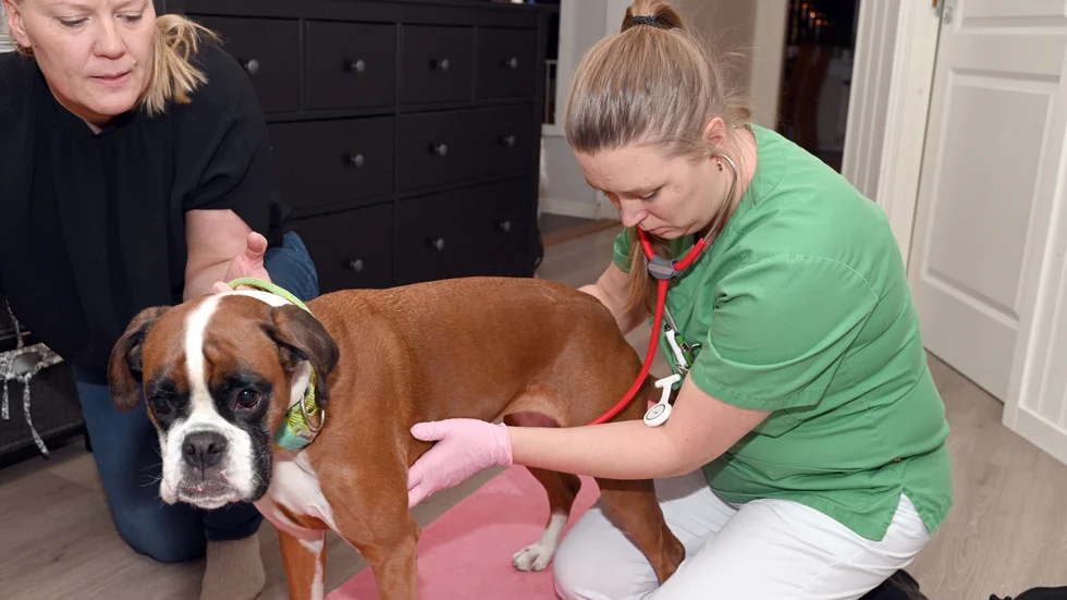 Riva träffar veterinären regelbundet då hon har allergi. Nu ska även en knöl undersökas.